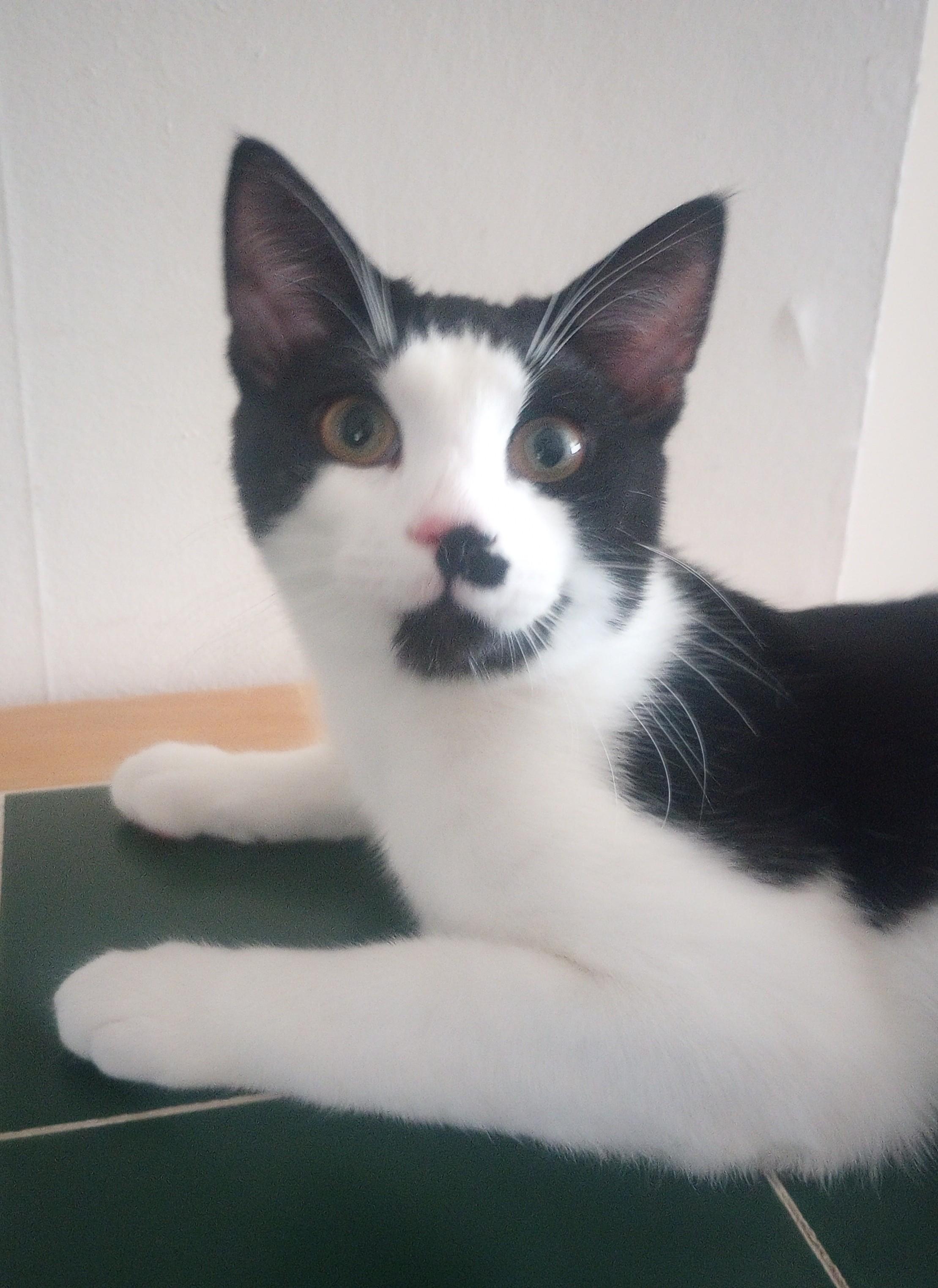 Ziti, a Adopted Domestic Short Hair in Morganville, NJ image 4/5