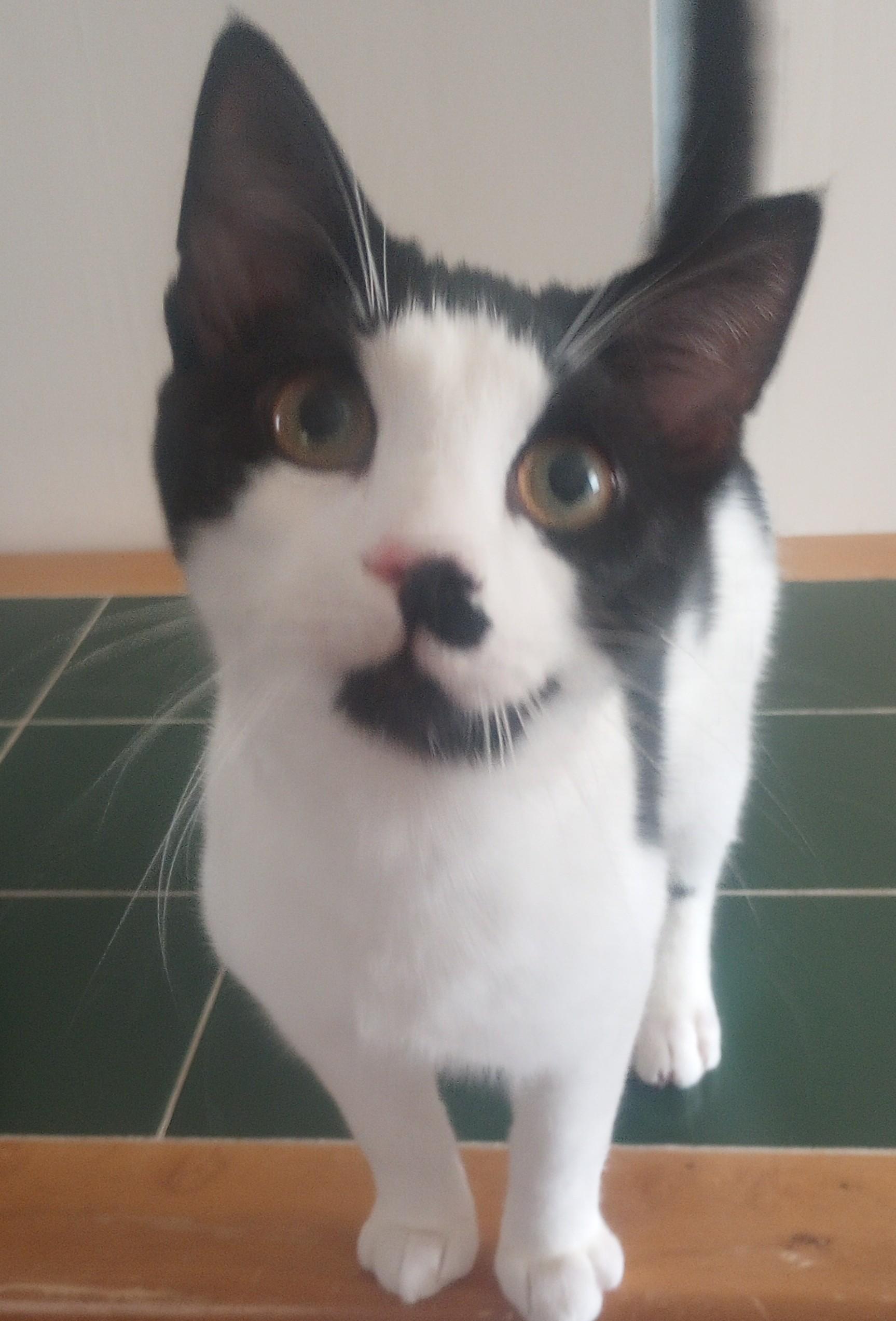 Ziti, a Adopted Domestic Short Hair in Morganville, NJ image 1/5