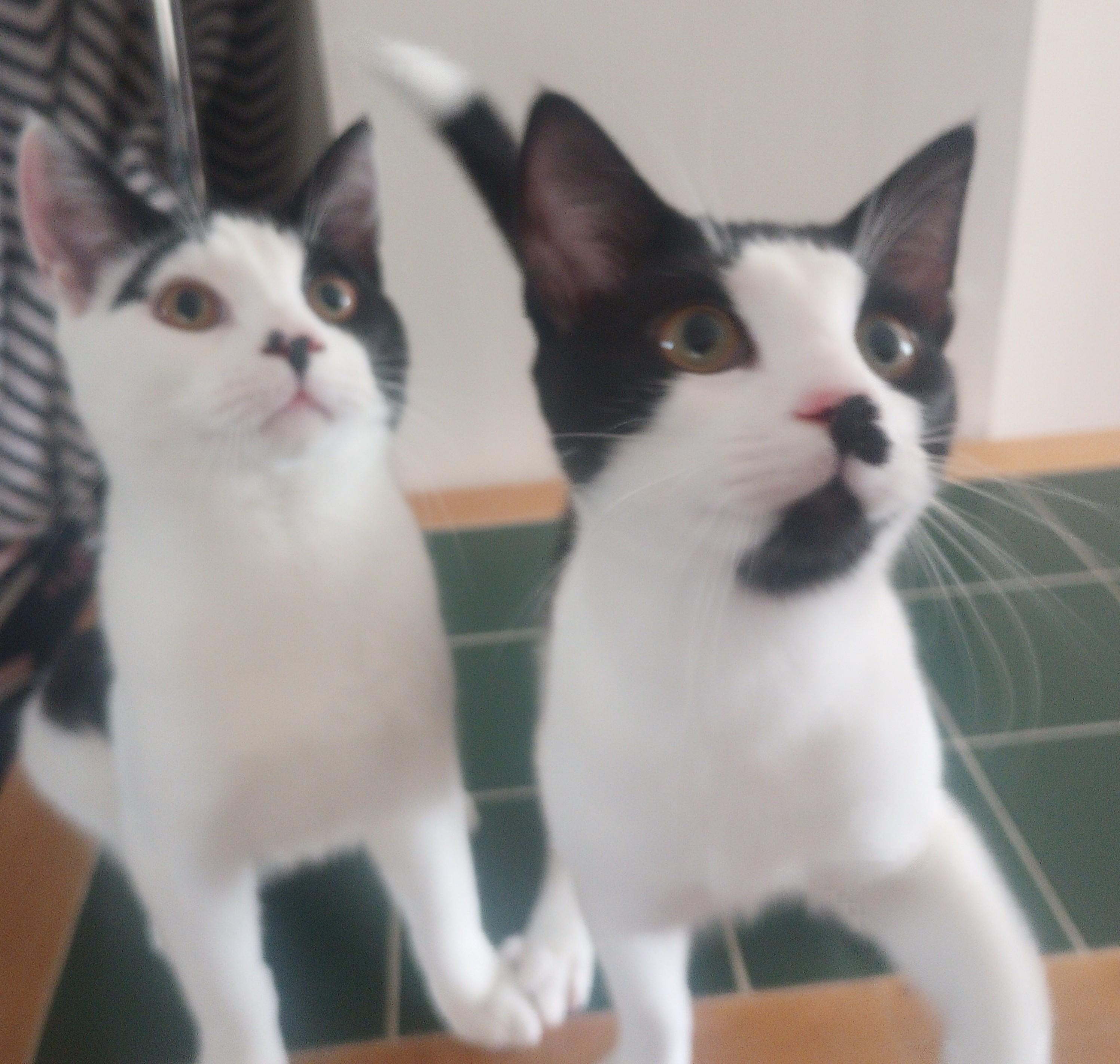 Ziti, a Adopted Domestic Short Hair in Morganville, NJ image 5/5