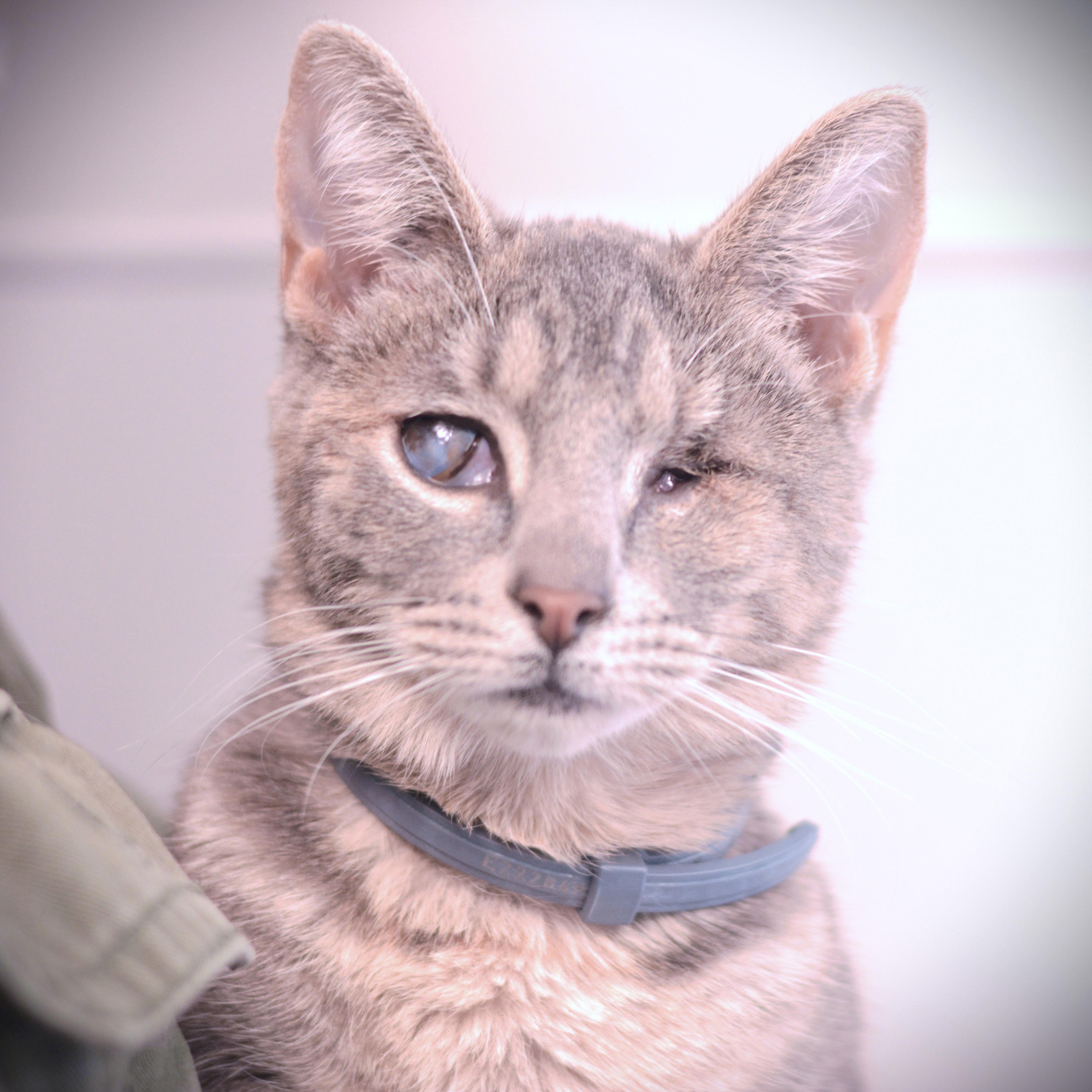 Luna, ADOPTABLE, Young Female Domestic Short Hair.