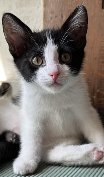 Jesus, adopted, Young Male Domestic Short Hair.