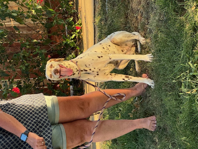 Penny, Adoptable, Young Female Dalmatian.