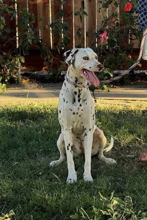 Penny, a Adoptable Dalmatian in Turlock, CA image 2/4