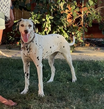 Penny, a Adoptable Dalmatian in Turlock, CA image 3/4