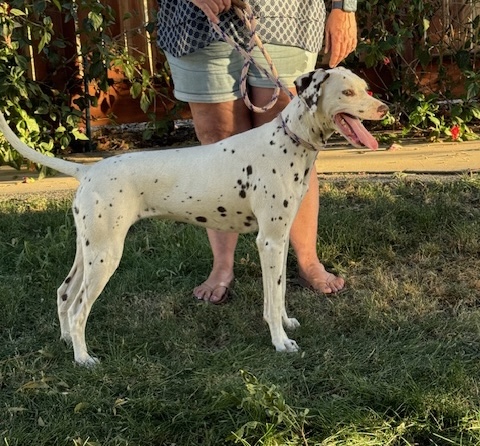 Penny, a Adoptable Dalmatian in Turlock, CA image 4/4
