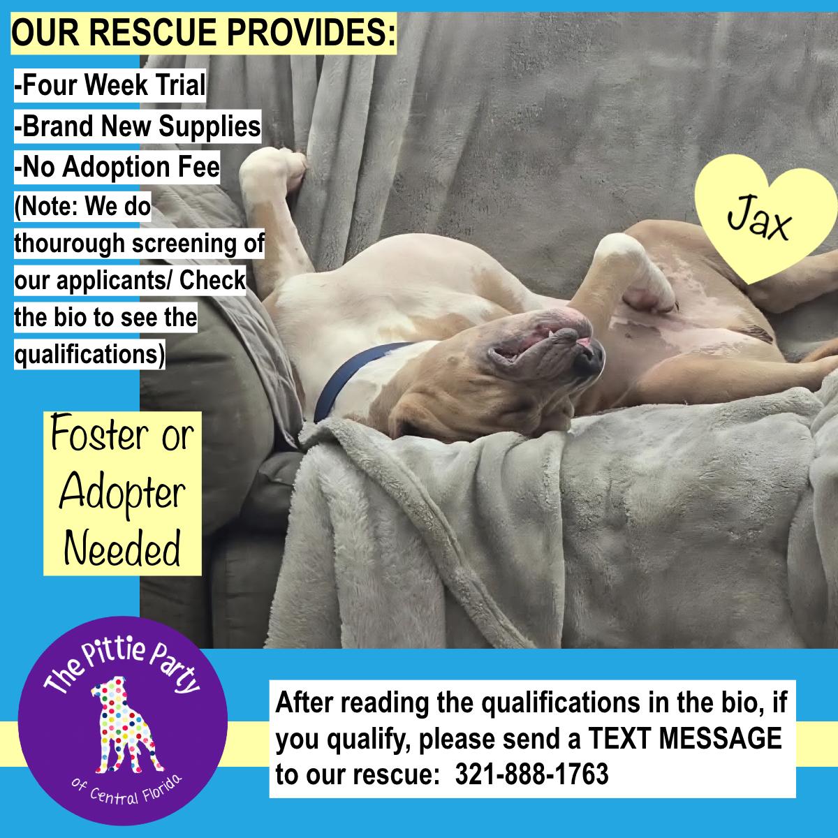 Enlarge Jax, a Adoptable Pit Bull Terrier in Kissimmee, FL image 5/6