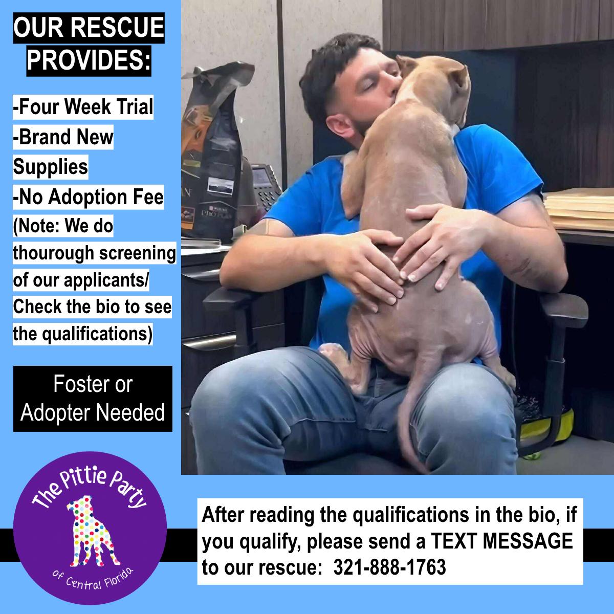 Jax, Adoptable, Young Male Pit Bull Terrier.