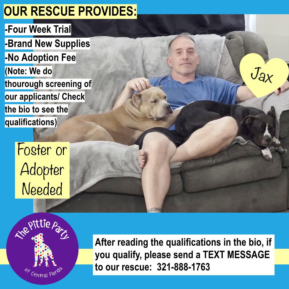 Enlarge Jax, a Adoptable Pit Bull Terrier in Kissimmee, FL image 6/6