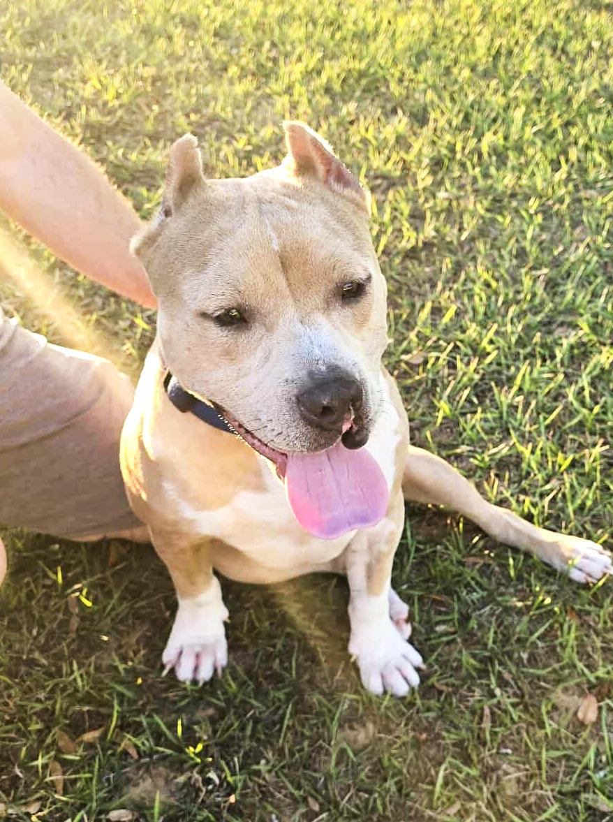 Enlarge Jax, a Adoptable Pit Bull Terrier in Kissimmee, FL image 3/6