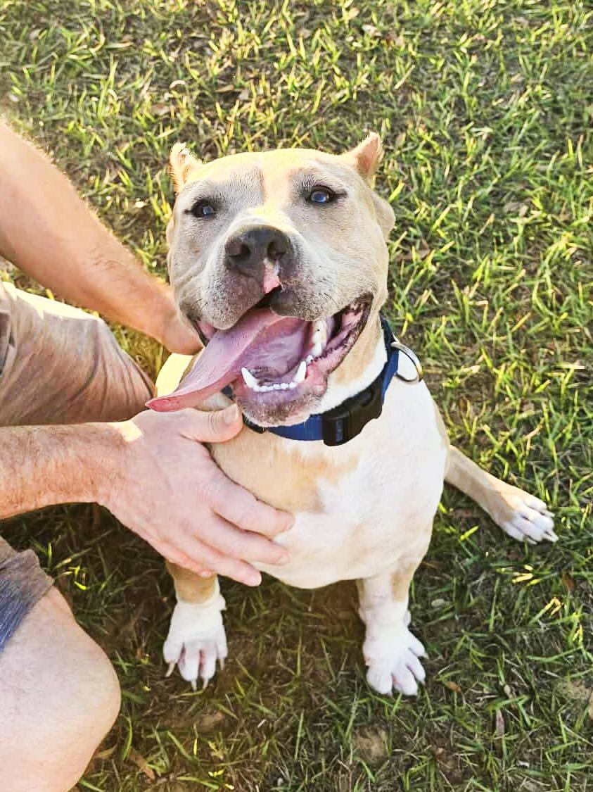 Enlarge Jax, a Adoptable Pit Bull Terrier in Kissimmee, FL image 2/6