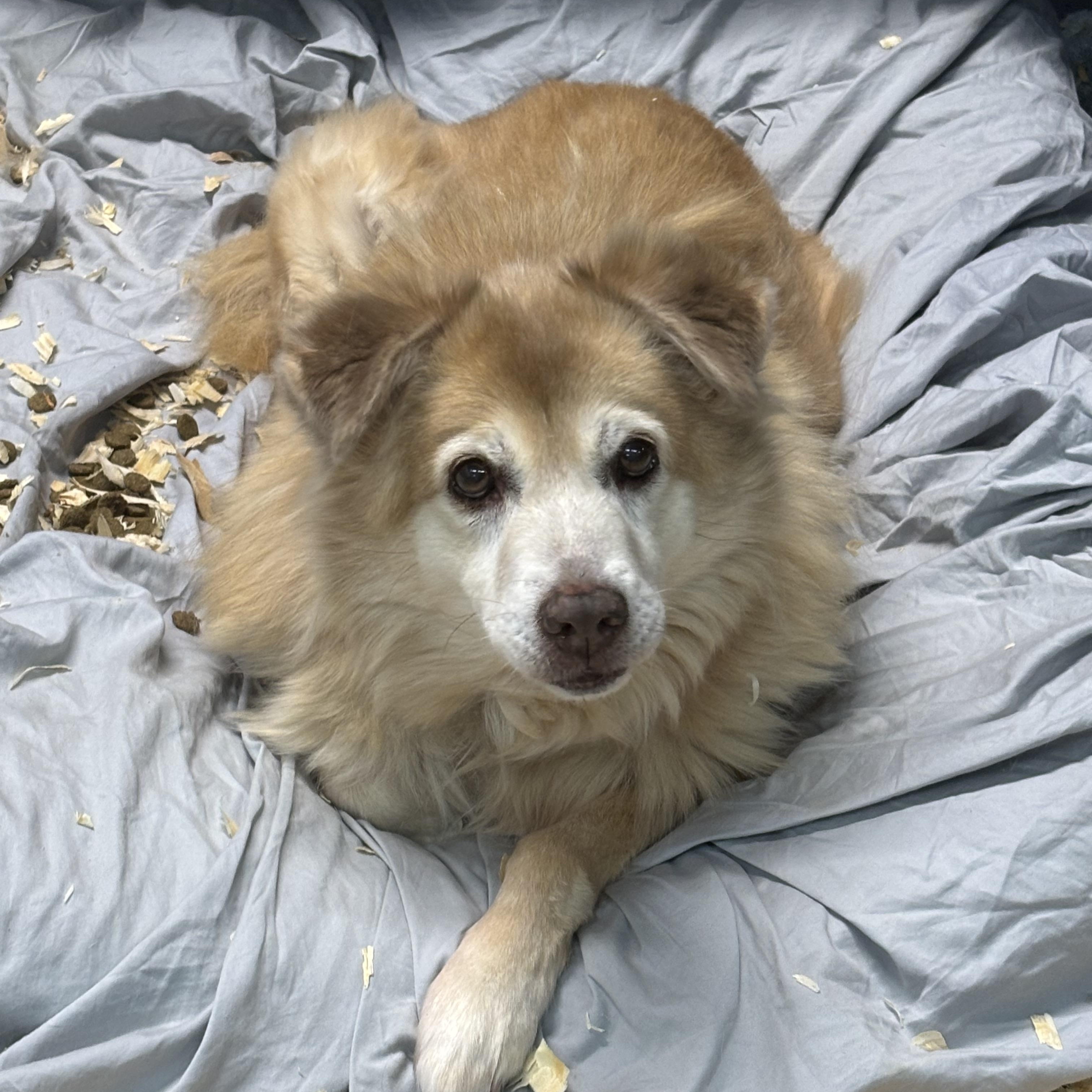 Enlarge Duffy, a ADOPTABLE mixed breed in Oak Park, MI image 1/1