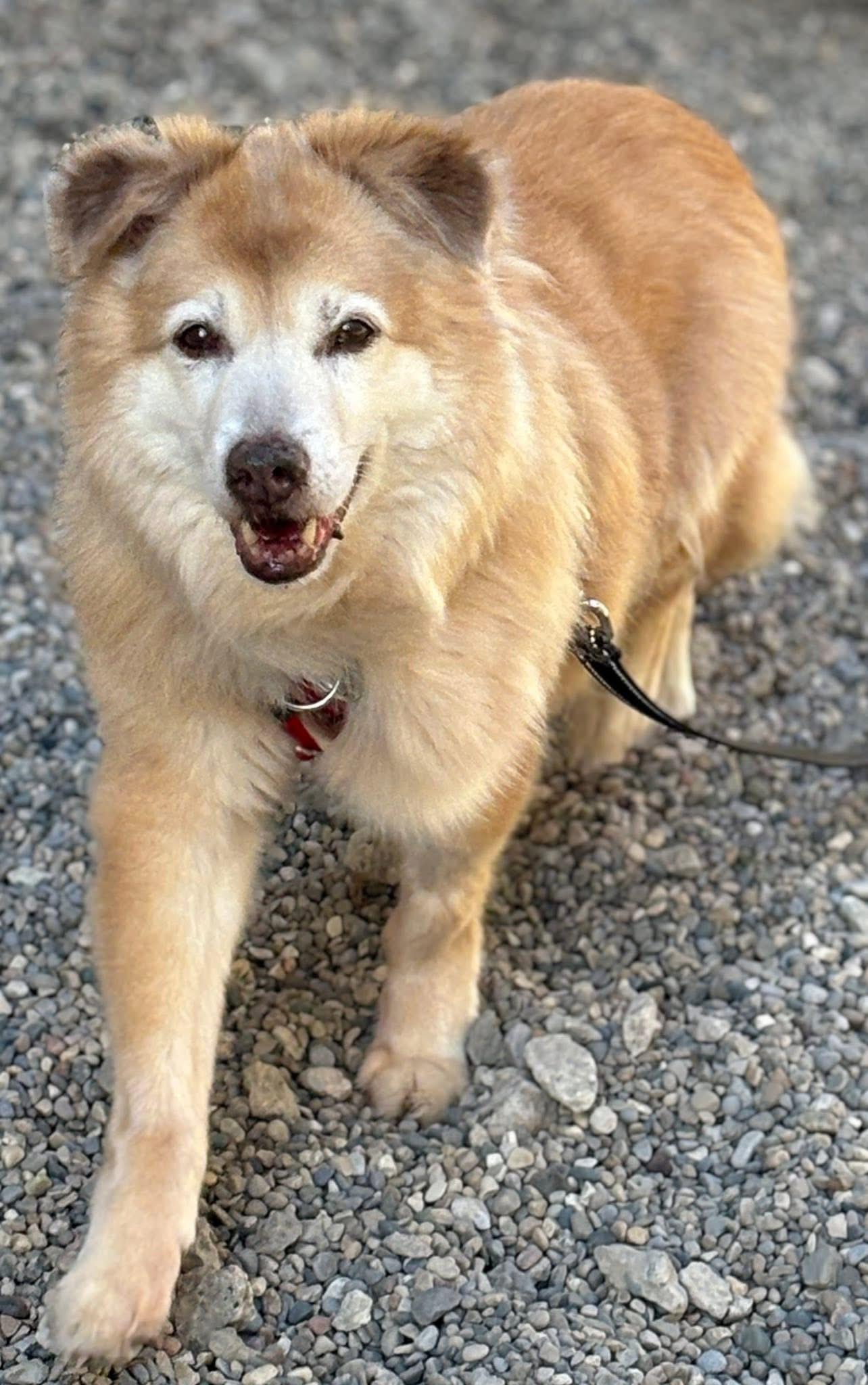 Duffy, ADOPTABLE, Adult Female Mixed Breed.