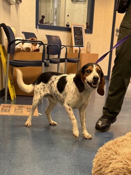 Enlarge Porkchop, a Adoptable mixed breed in King William, VA image 1/2
