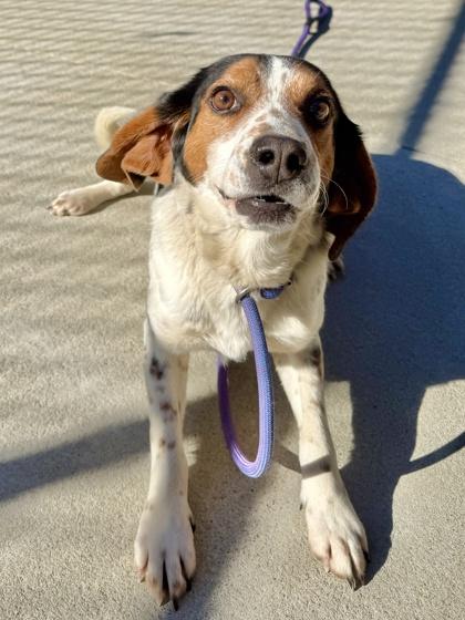 Enlarge Porkchop, a Adoptable mixed breed in King William, VA image 2/2
