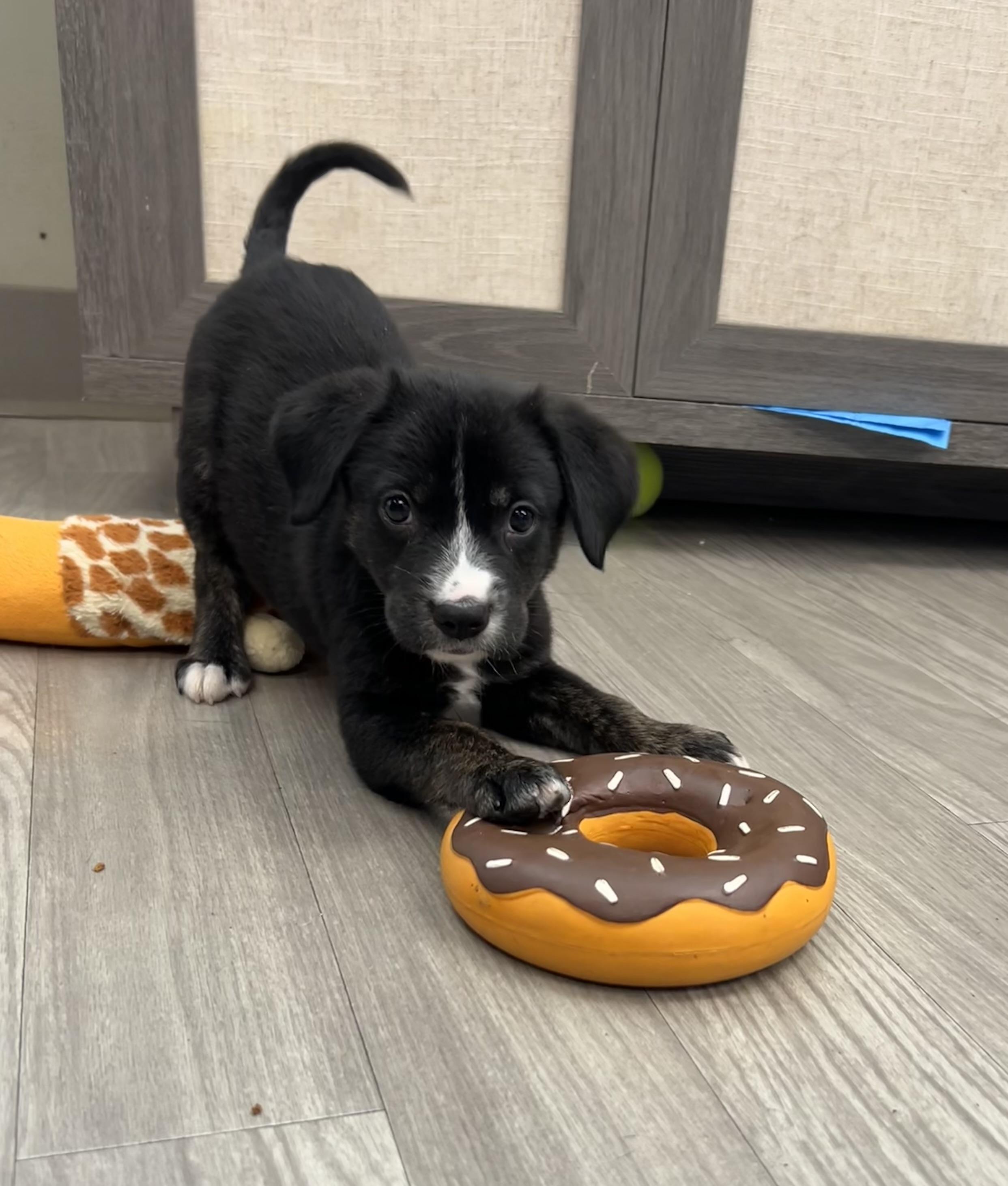 Rae, an adopted mixed breed in Naperville, IL image 2/4