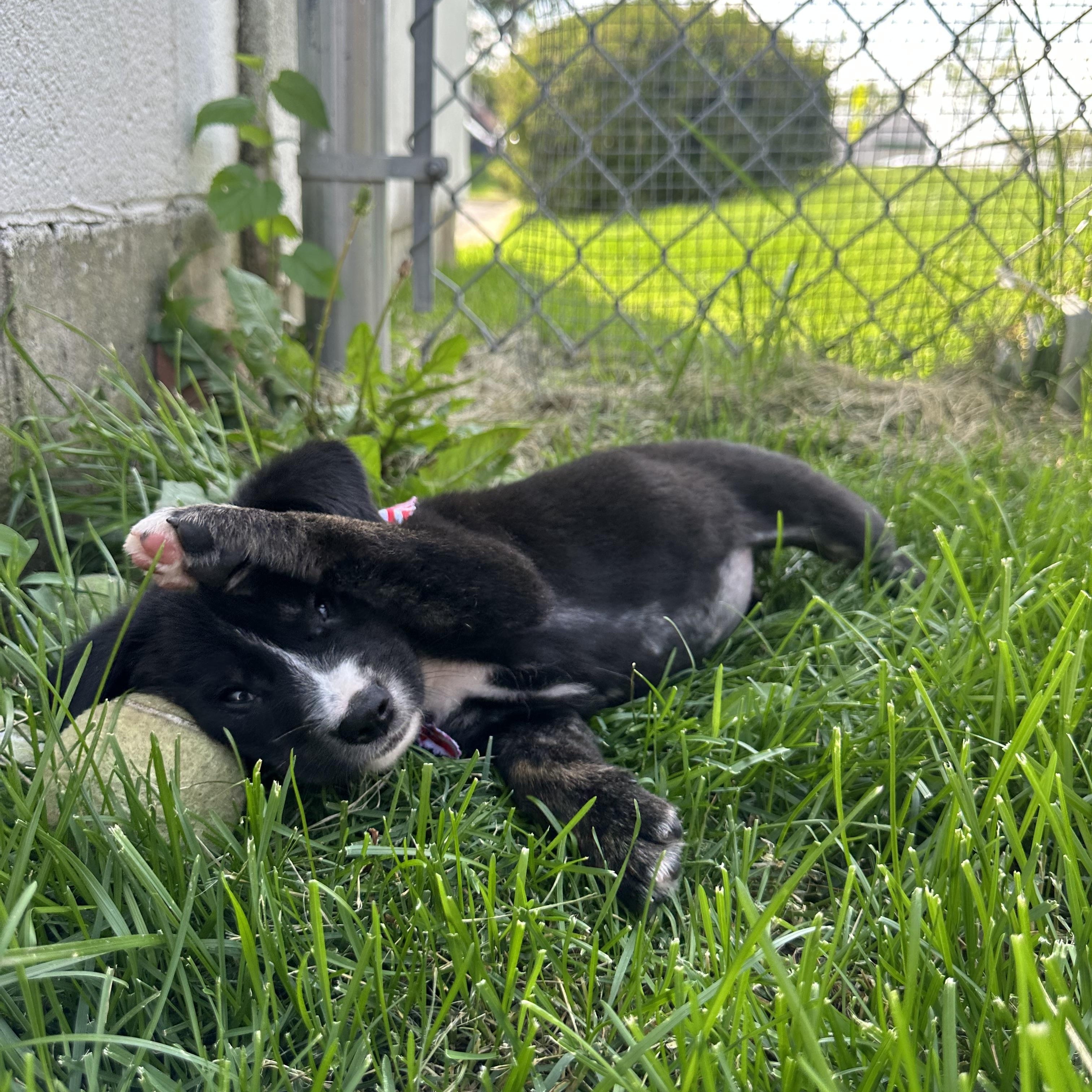 Rae, an adopted mixed breed in Naperville, IL image 3/4