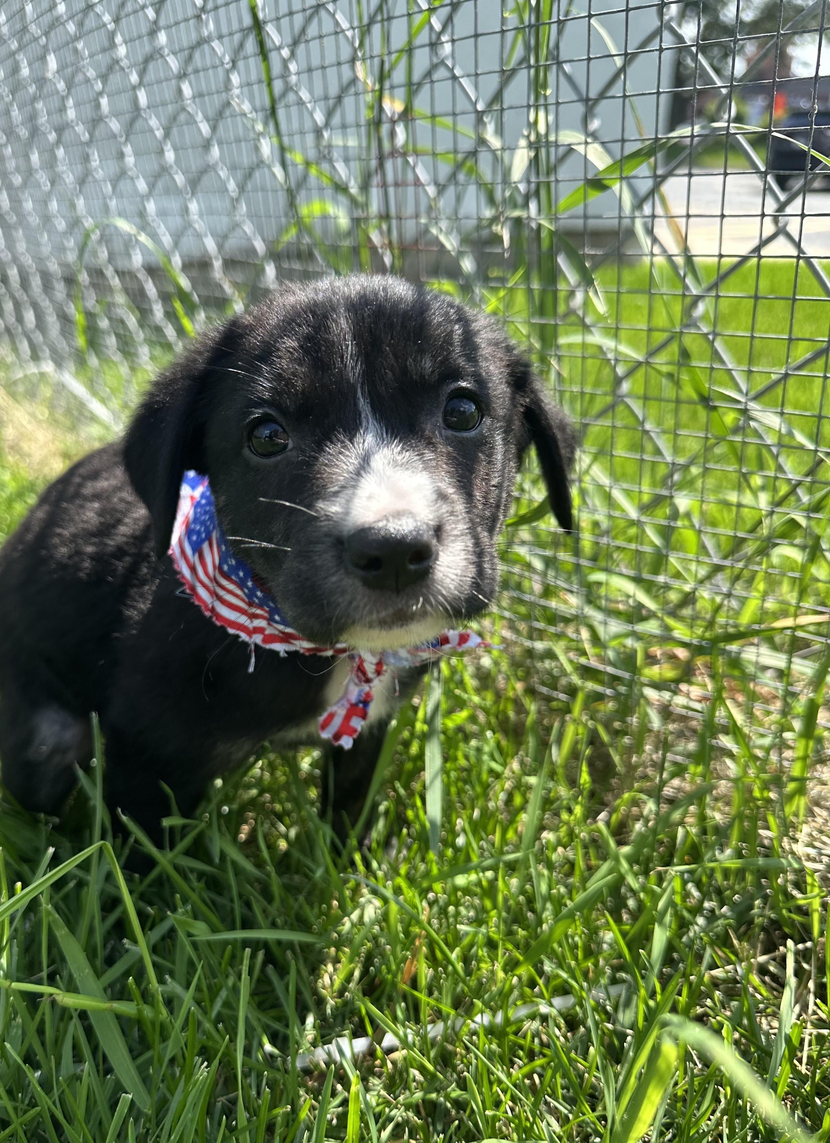 Rae, an adopted mixed breed in Naperville, IL image 4/4