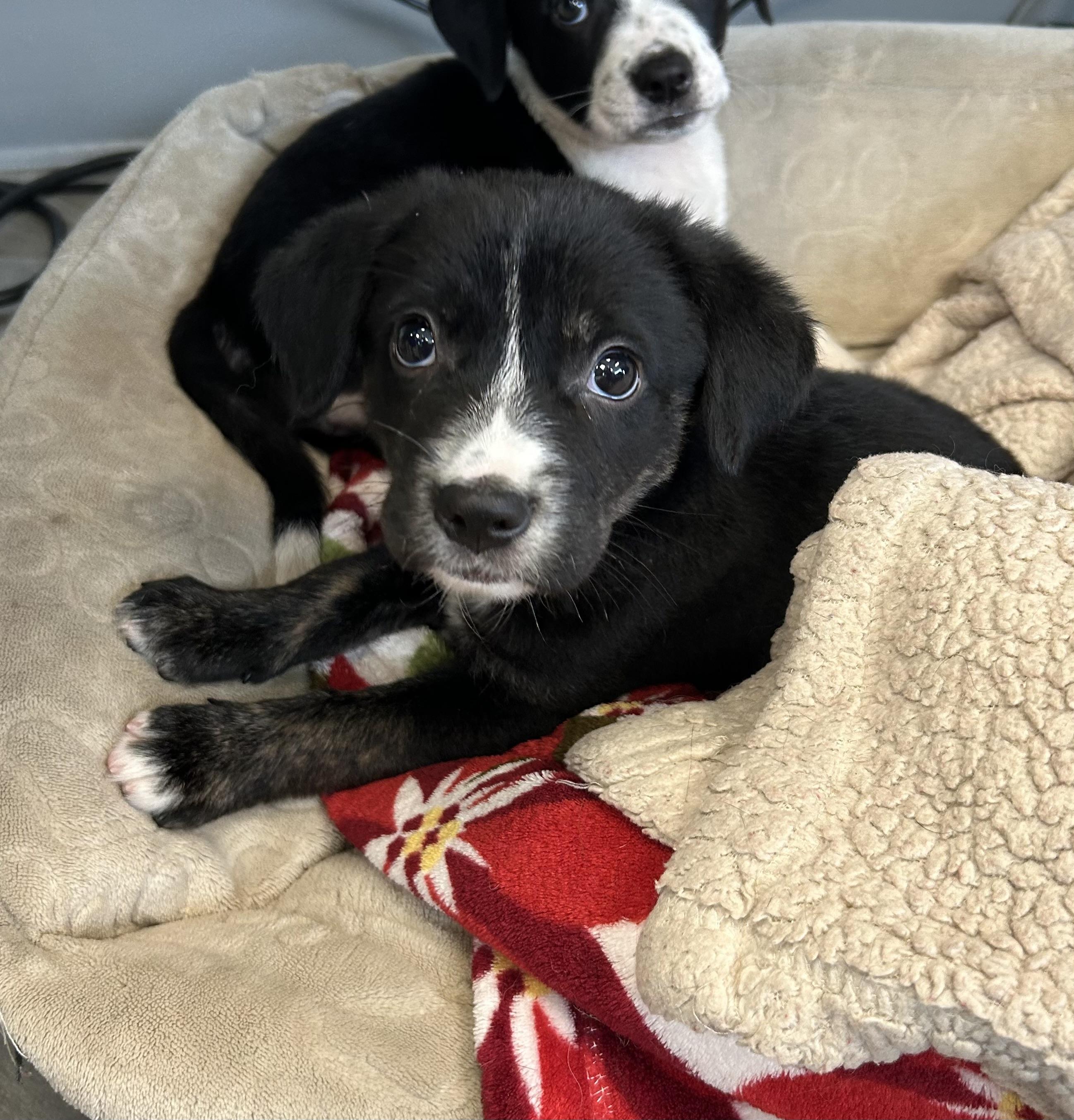 Rae, adopted, Puppy Female Beagle.