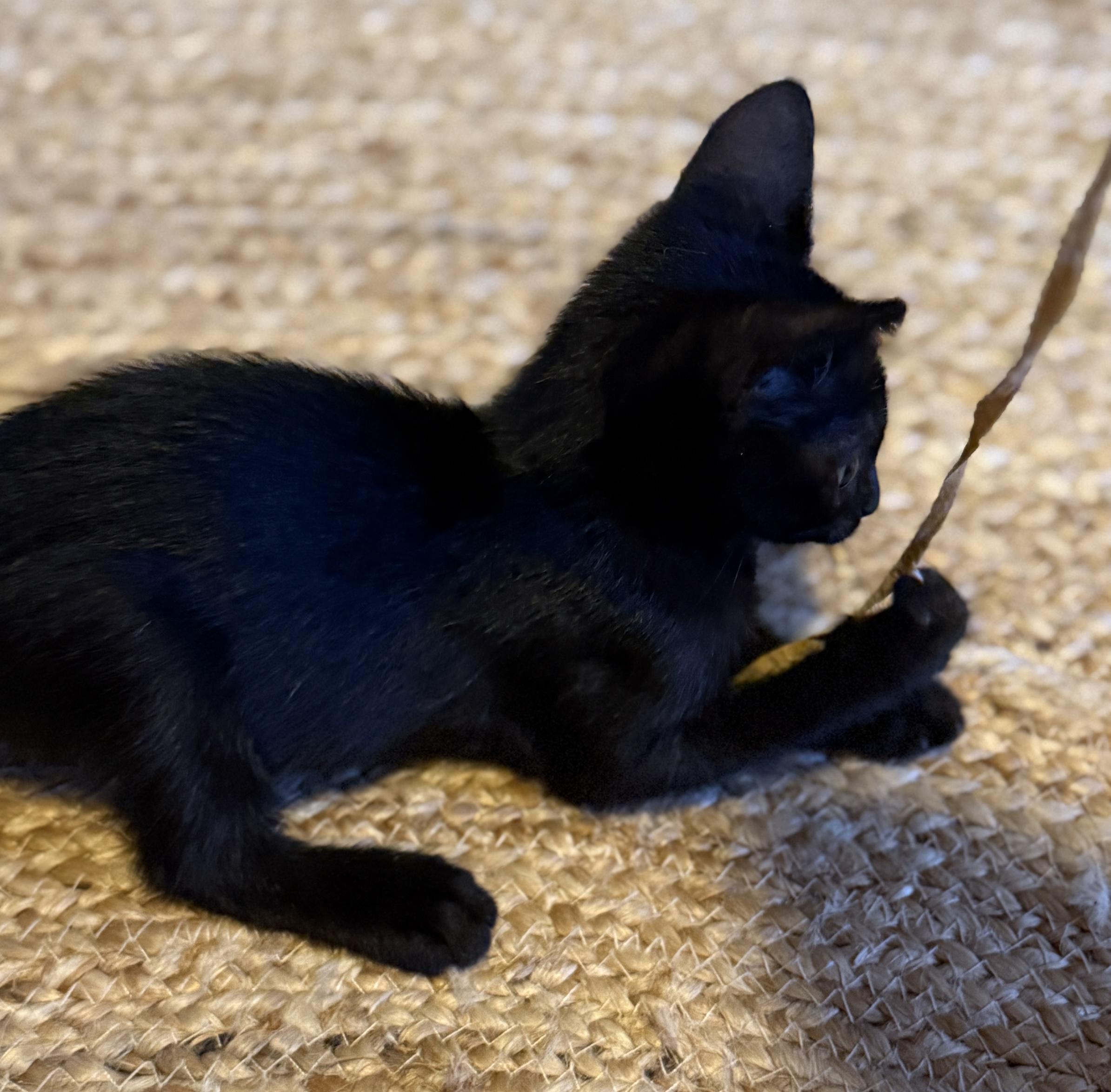 Enlarge Kobi, an adopted Domestic Short Hair in Princeton, NJ image 2/5