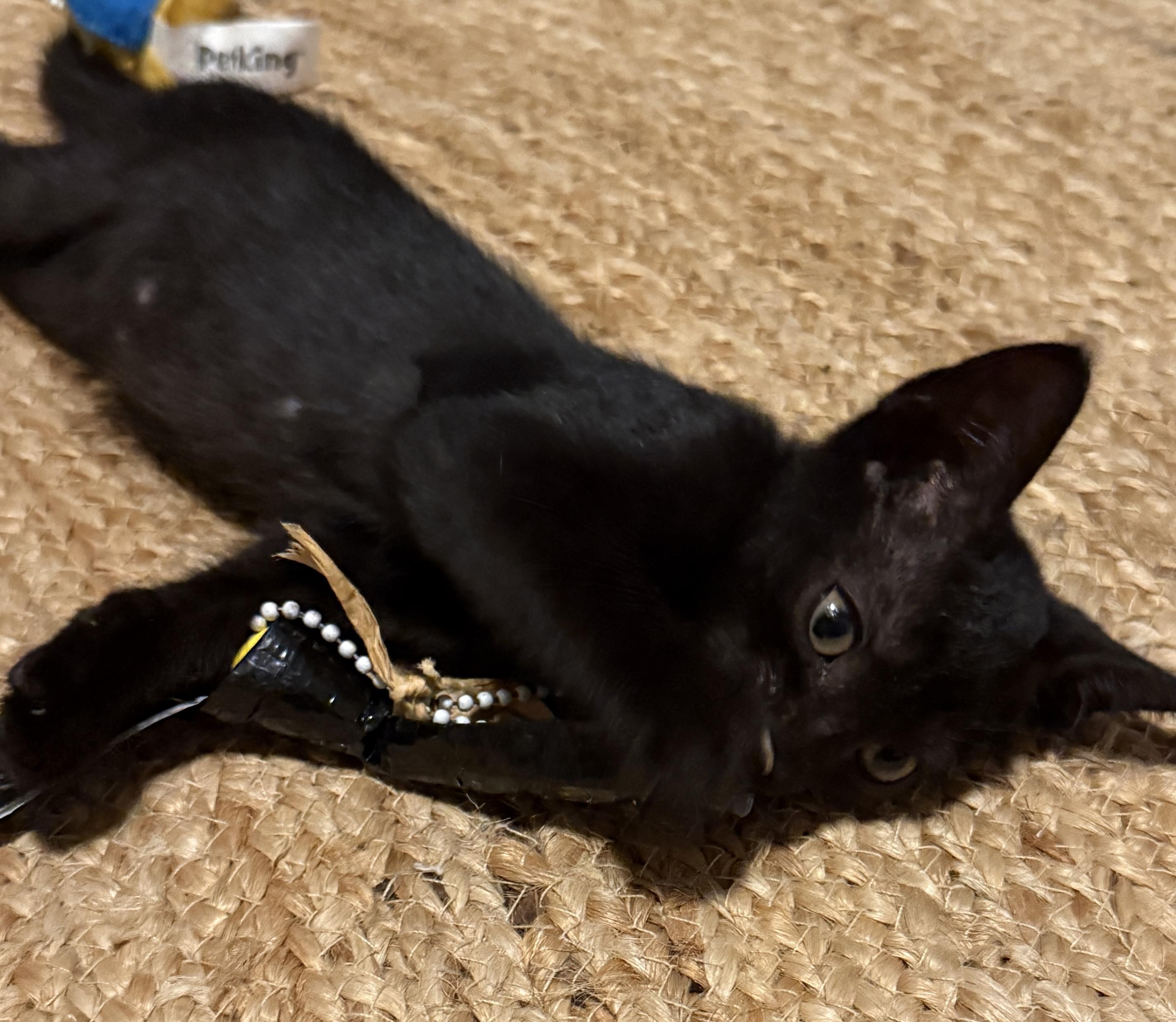 Enlarge Kobi, an adopted Domestic Short Hair in Princeton, NJ image 5/5