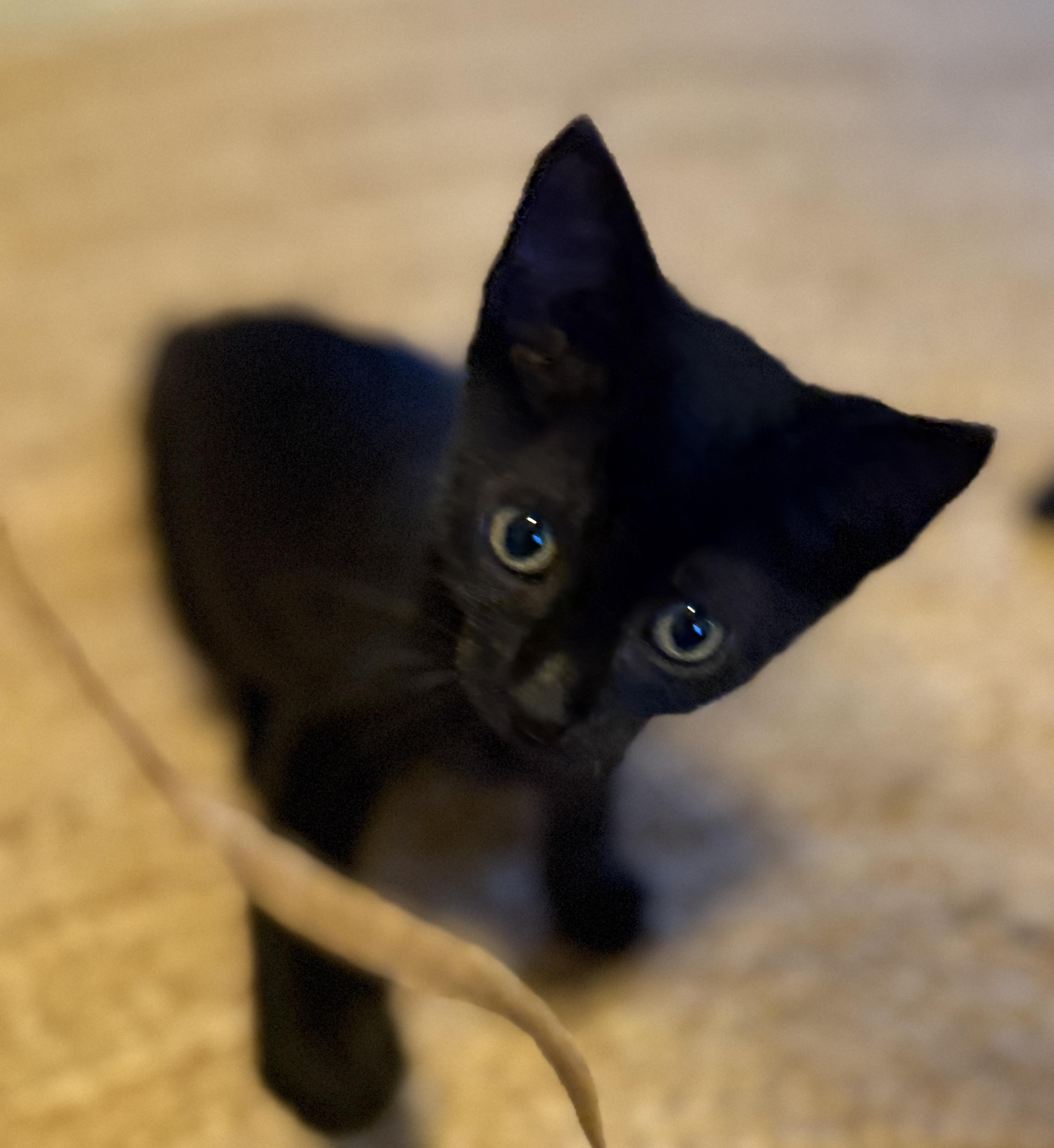 Enlarge Kobi, an adopted Domestic Short Hair in Princeton, NJ image 3/5