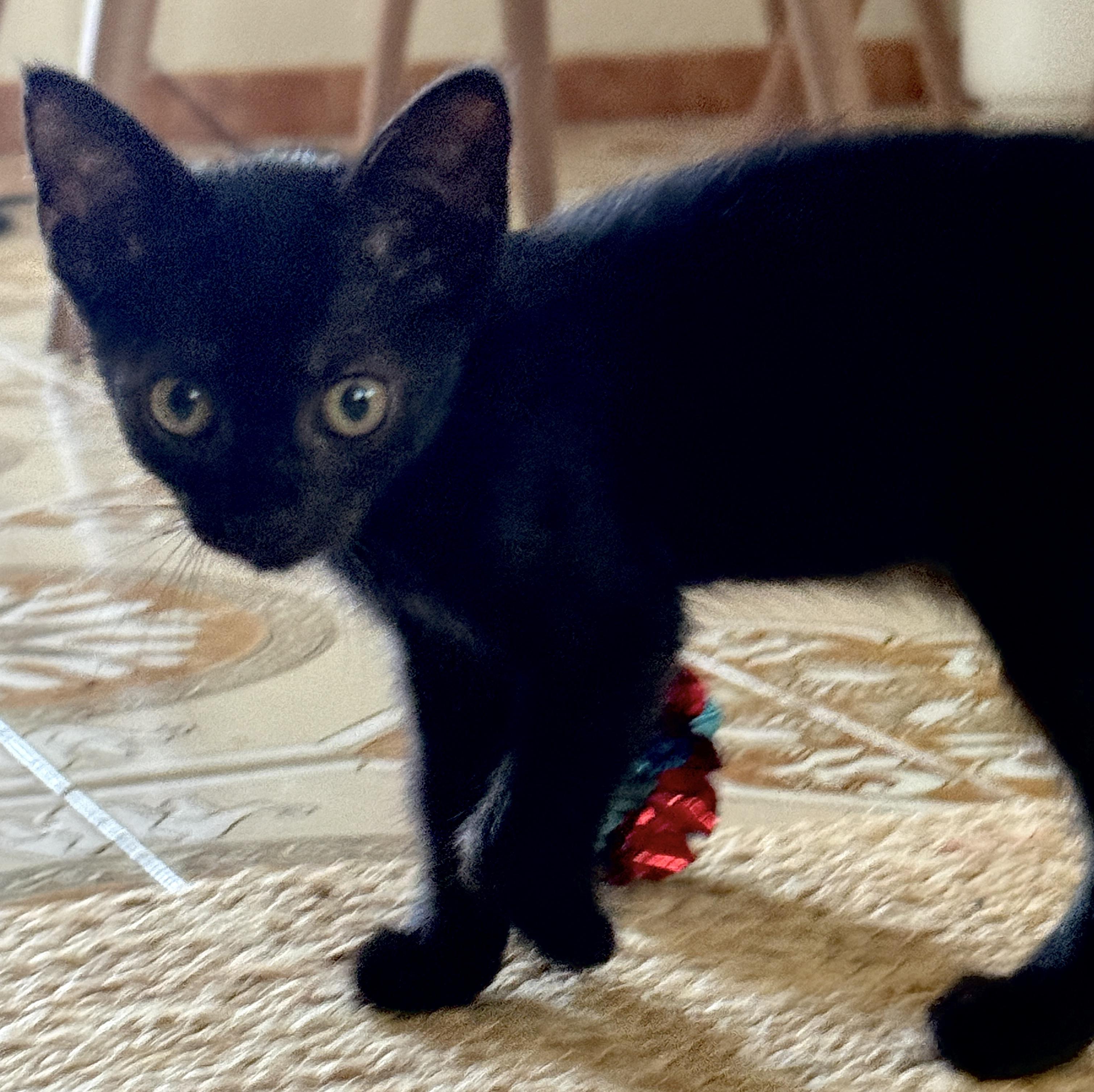 Enlarge Kobi, an adopted Domestic Short Hair in Princeton, NJ image 4/5