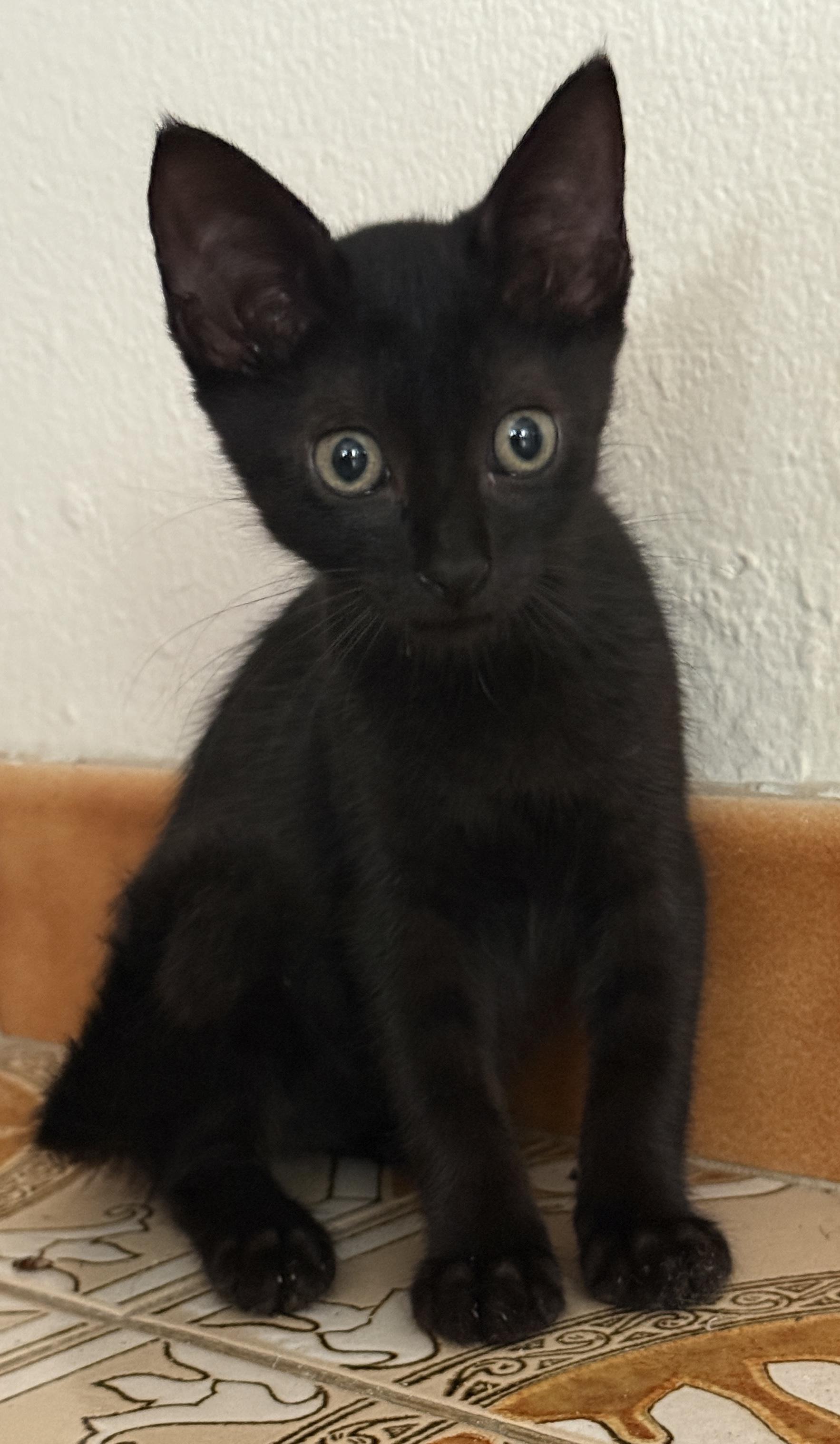 Kobi, adopted, Kitten Female Domestic Short Hair.