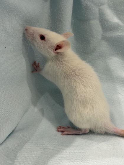 Enlarge Meli, an adopted Rat in Annapolis, MD image 1/1