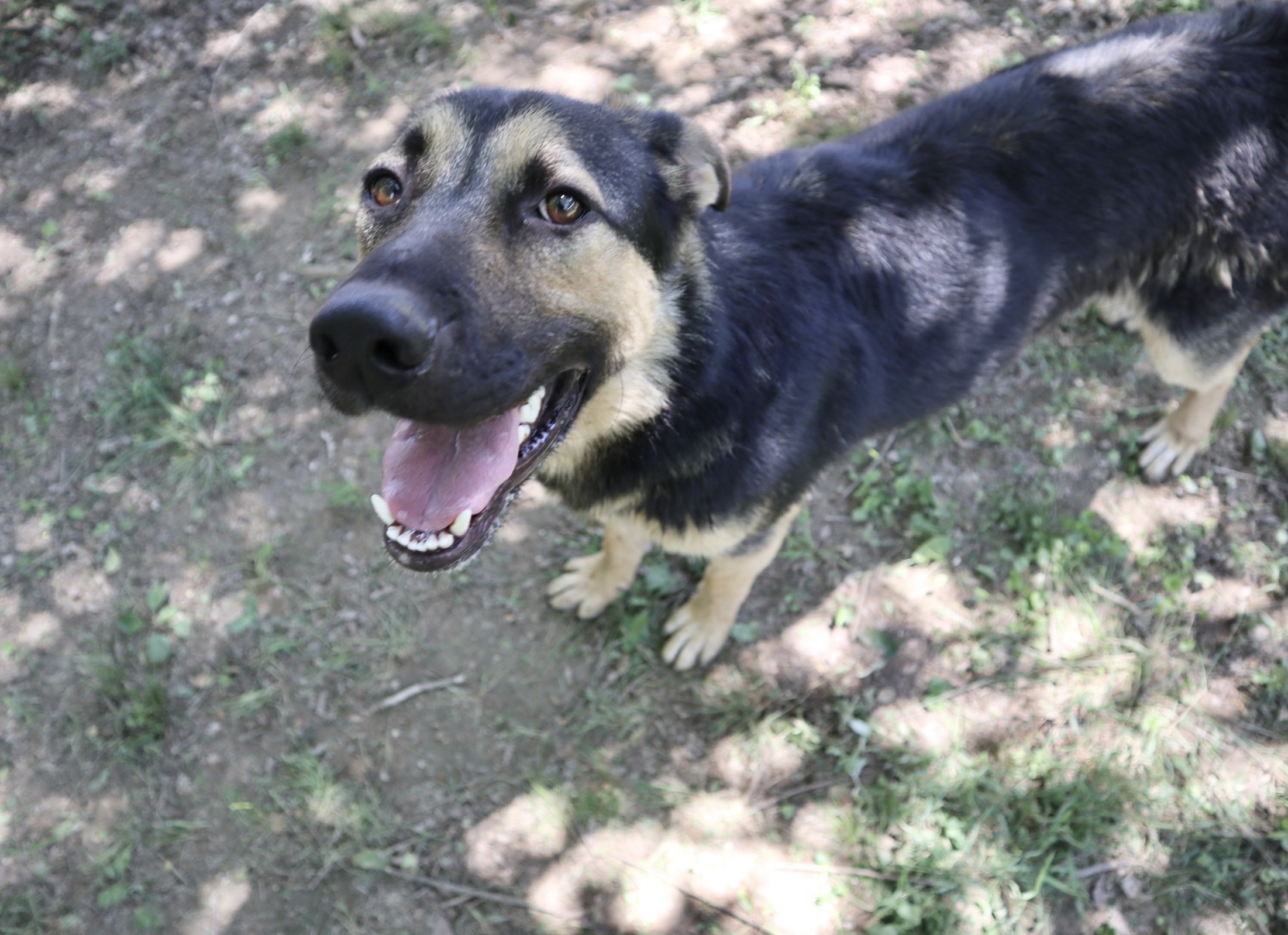 Enlarge Mando, a Adoptable mixed breed in Rossville, TN image 5/5