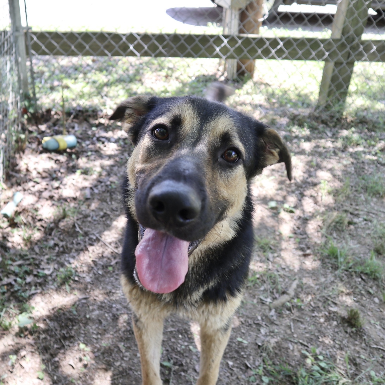 Mando, Adoptable, Adult Male German Shepherd Dog & Mixed Breed.
