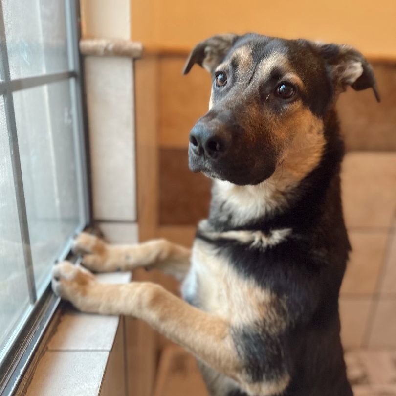 Enlarge Mando, a Adoptable mixed breed in Rossville, TN image 3/5