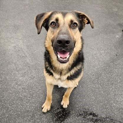 Mando, adoptable, Adult Male German Shepherd Dog & Mixed Breed.