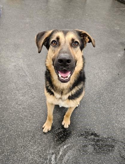 Mando, a Adoptable mixed breed in Rossville, TN image 5/5