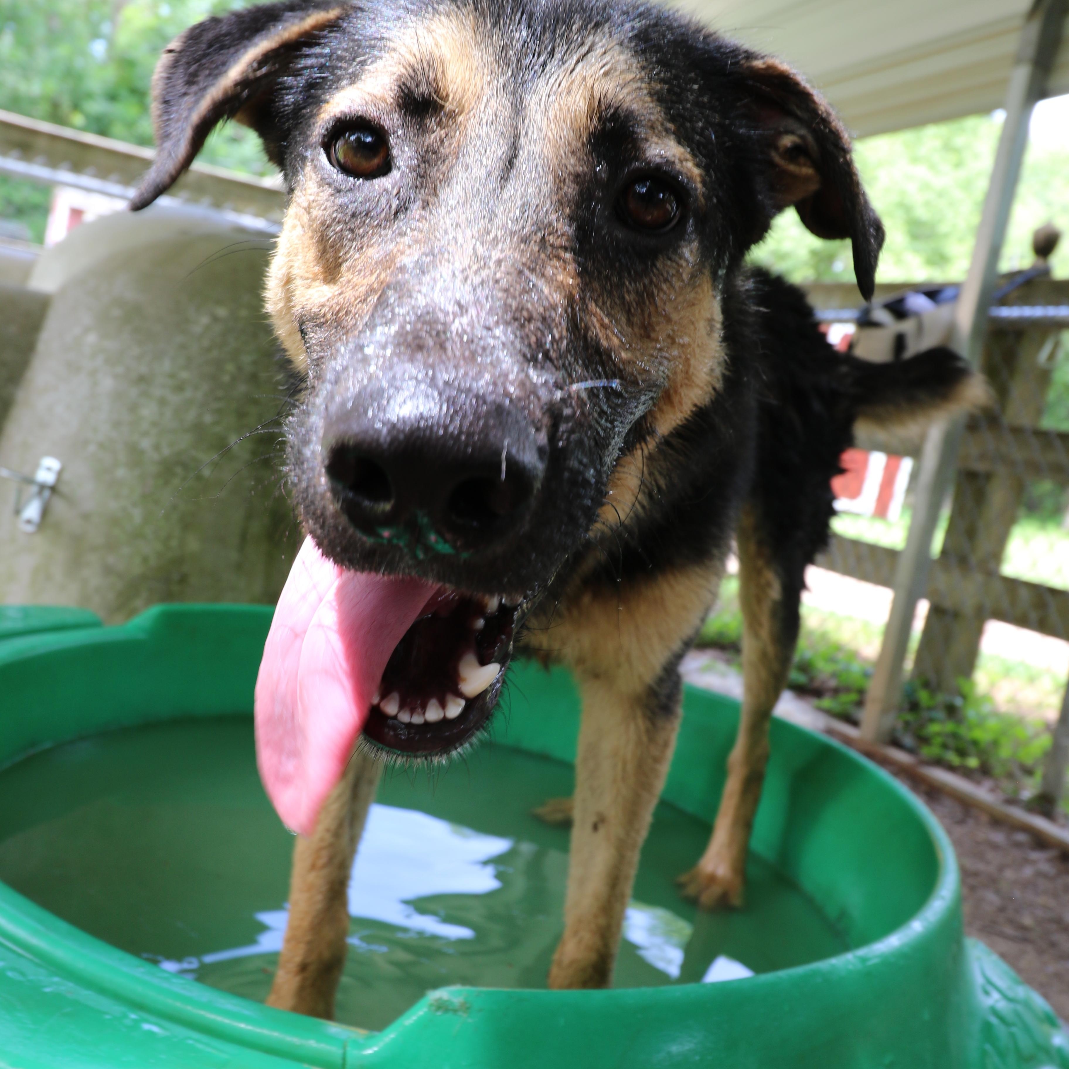 Enlarge Mando, an adoptable mixed breed in Rossville, TN image 5/5