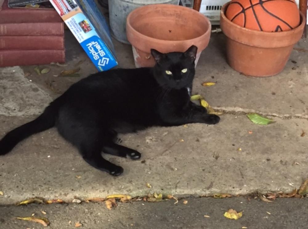 BatCat, Adopted, Adult Male Domestic Short Hair.