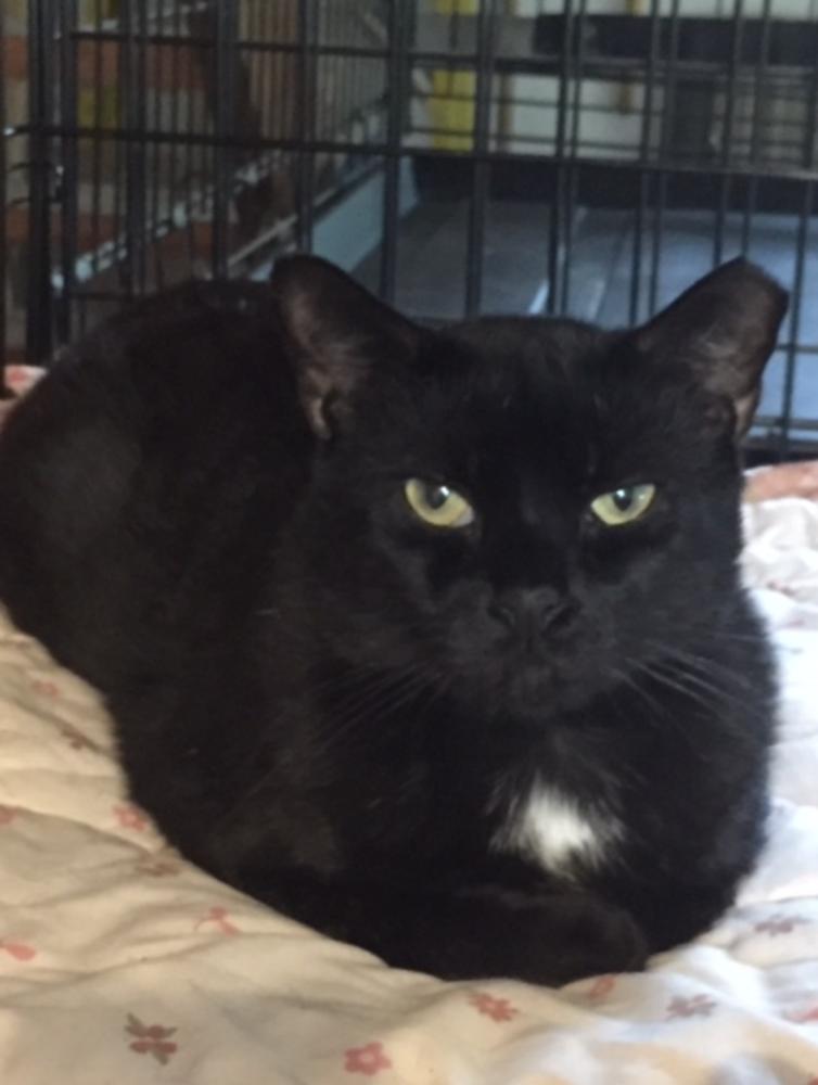 BatCat, a Adopted Domestic Short Hair in Oradell, NJ image 2/2