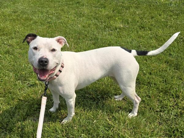 Ivory, a Adoptable mixed breed in Millersville, MD image 1/5