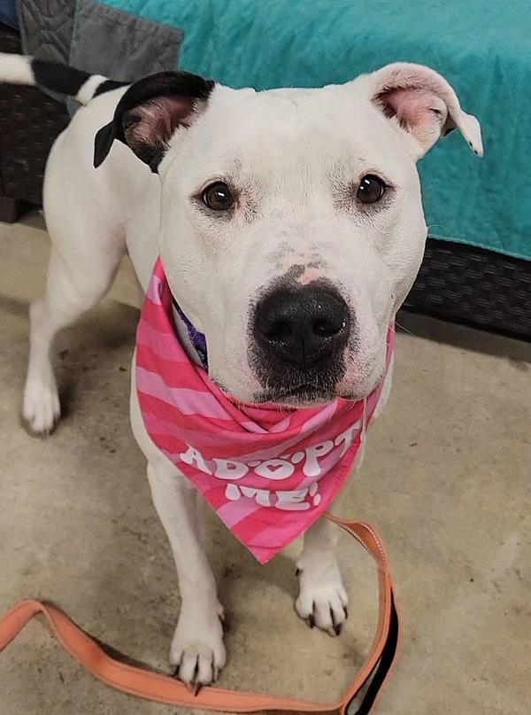 Ivory, a Adoptable mixed breed in Millersville, MD image 2/5