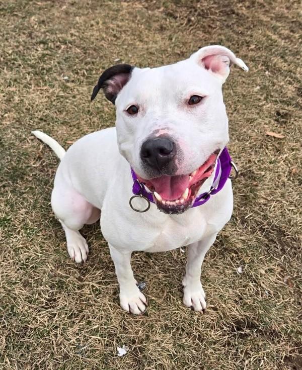 Ivory, a Adoptable mixed breed in Millersville, MD image 3/5