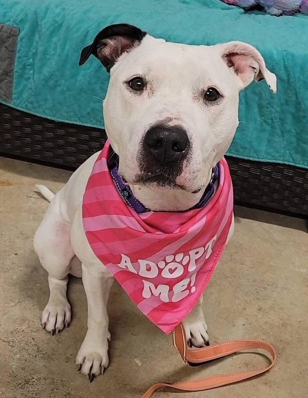 Ivory, a Adoptable mixed breed in Millersville, MD image 4/5