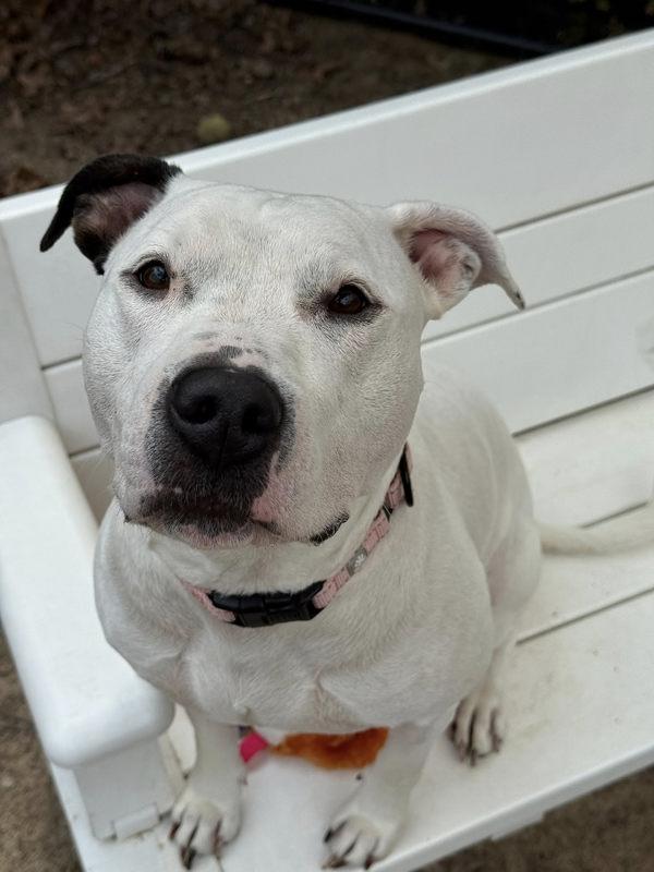 Ivory, a Adoptable mixed breed in Millersville, MD image 5/5