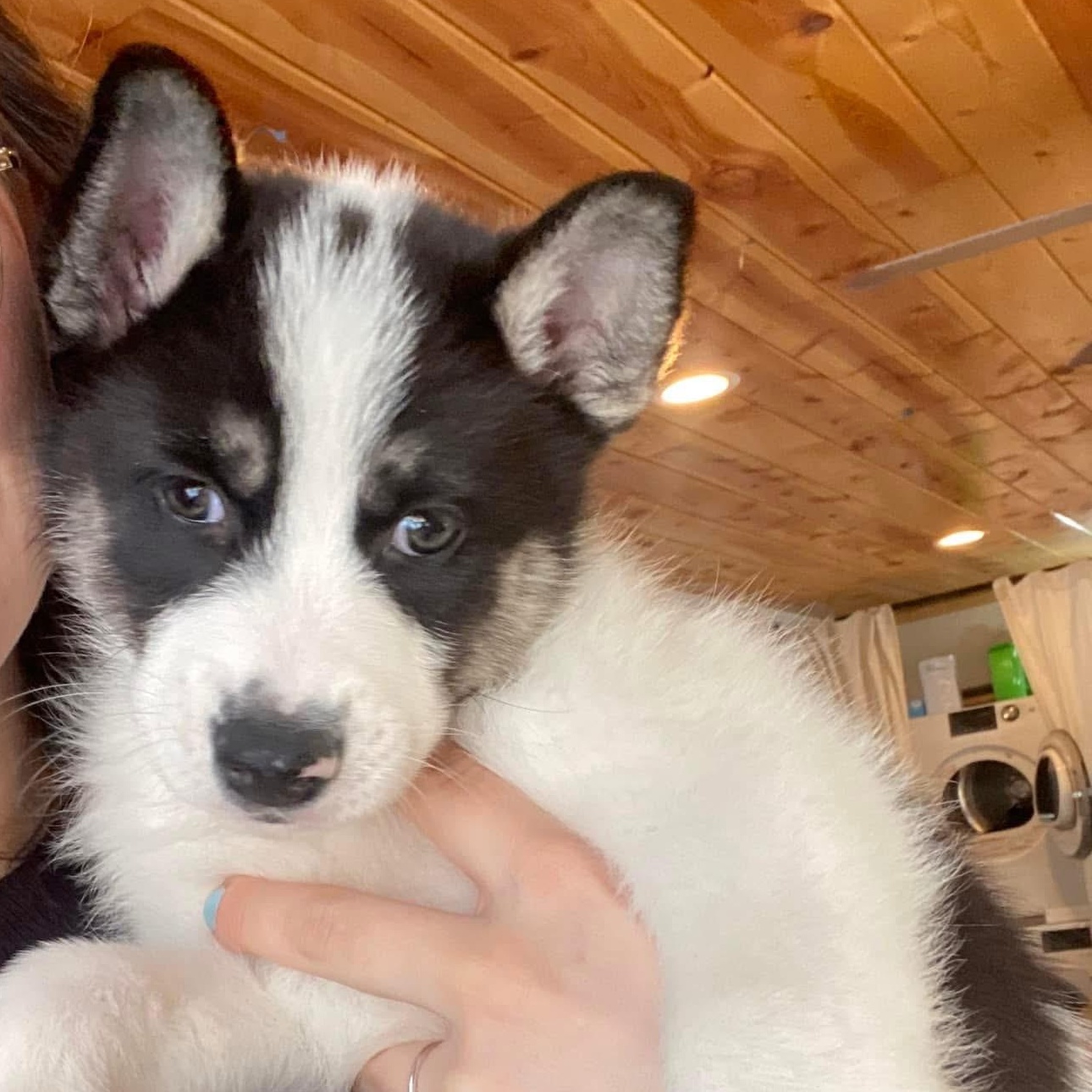 Minnie, Adopted, Puppy Male German Shepherd Dog & Siberian Husky.