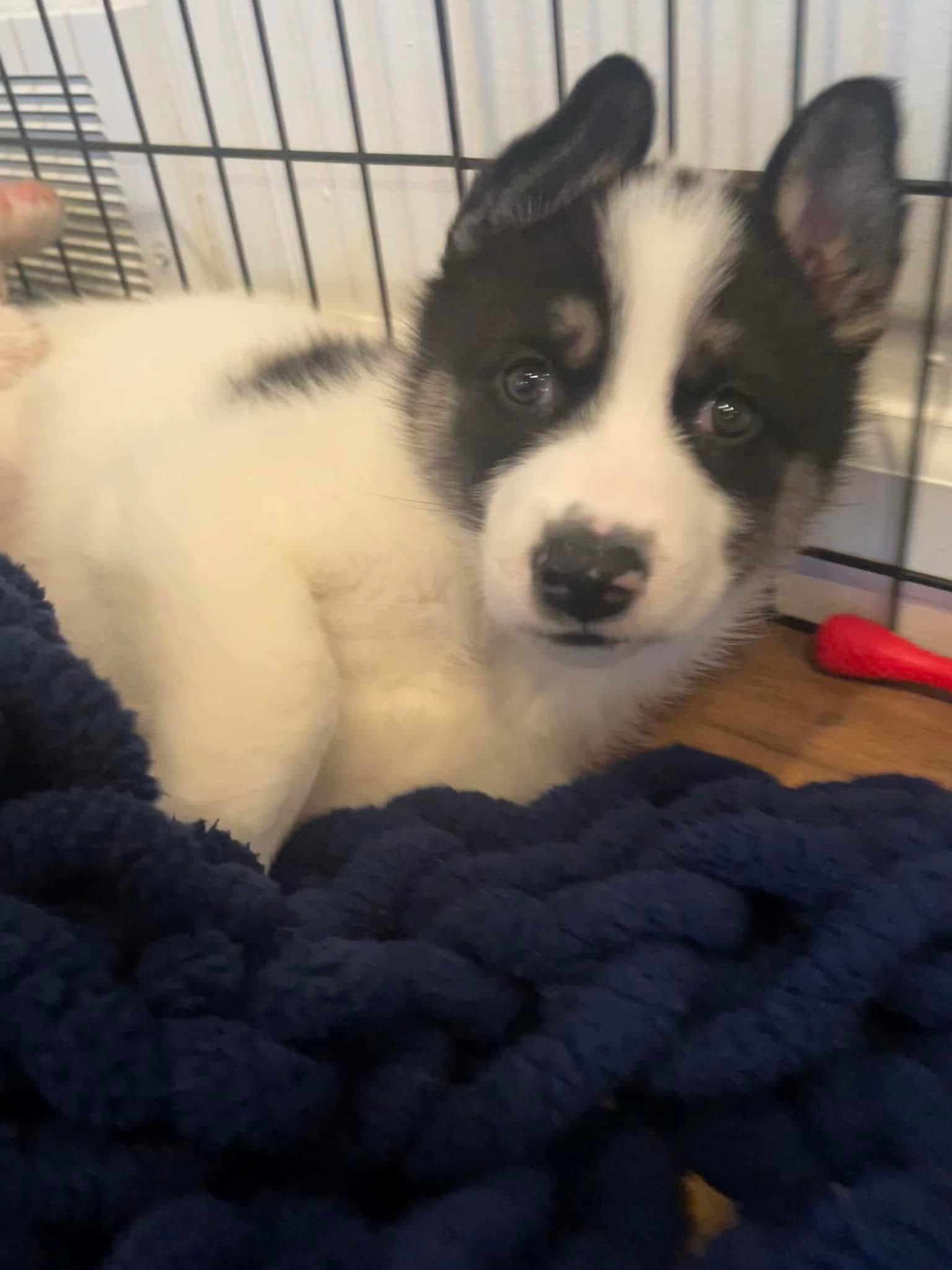 Minnie, a Adopted mixed breed in Lincoln Park, MI image 4/5