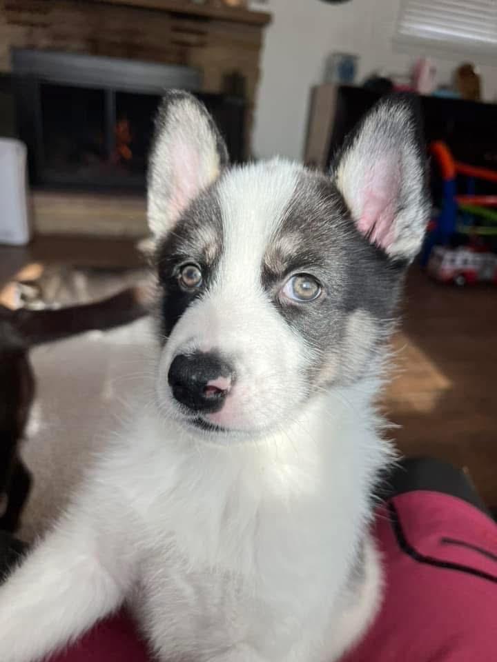 Minnie, a Adopted mixed breed in Lincoln Park, MI image 2/5