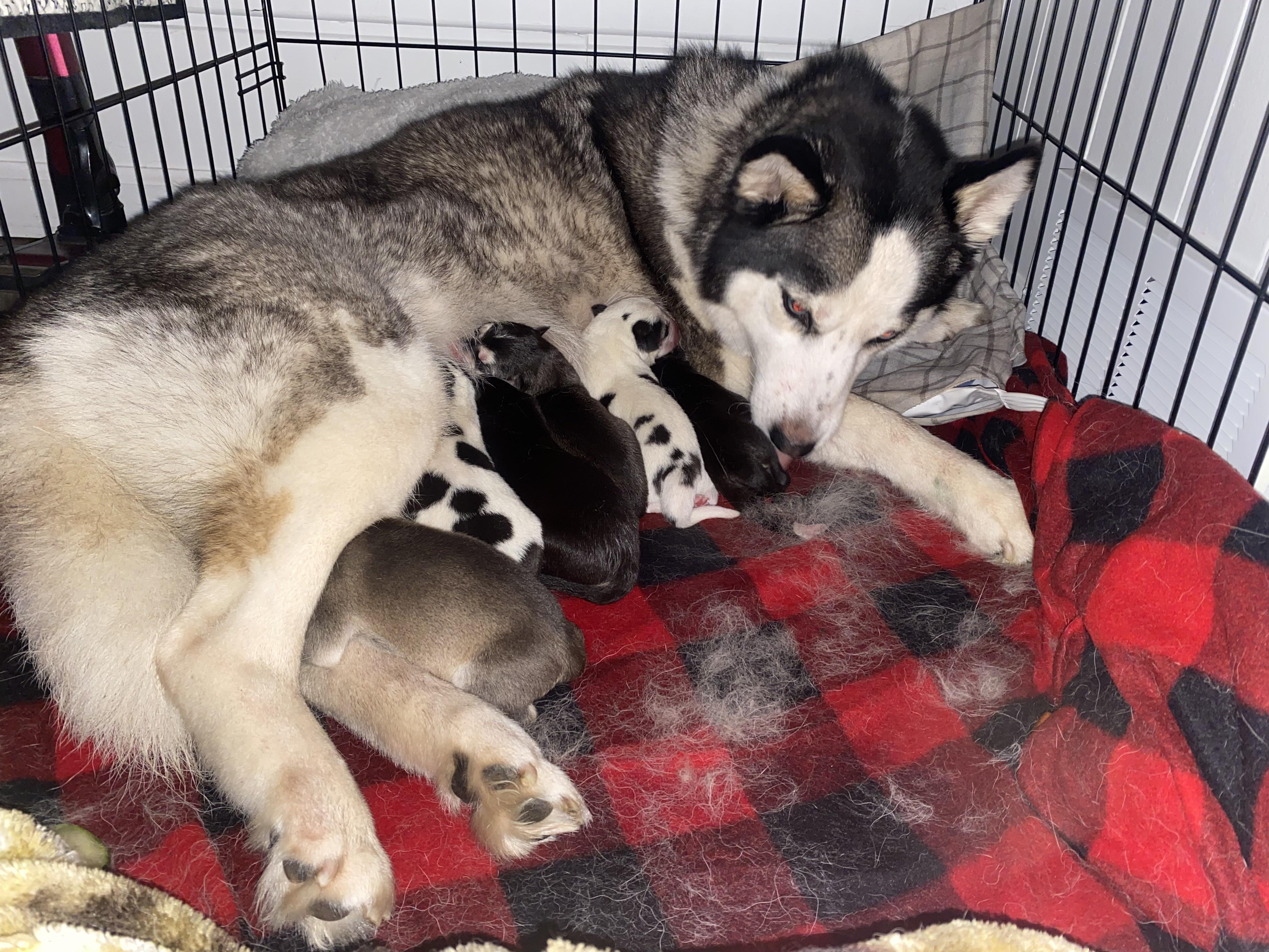 Minnie, a Adopted mixed breed in Lincoln Park, MI image 5/5