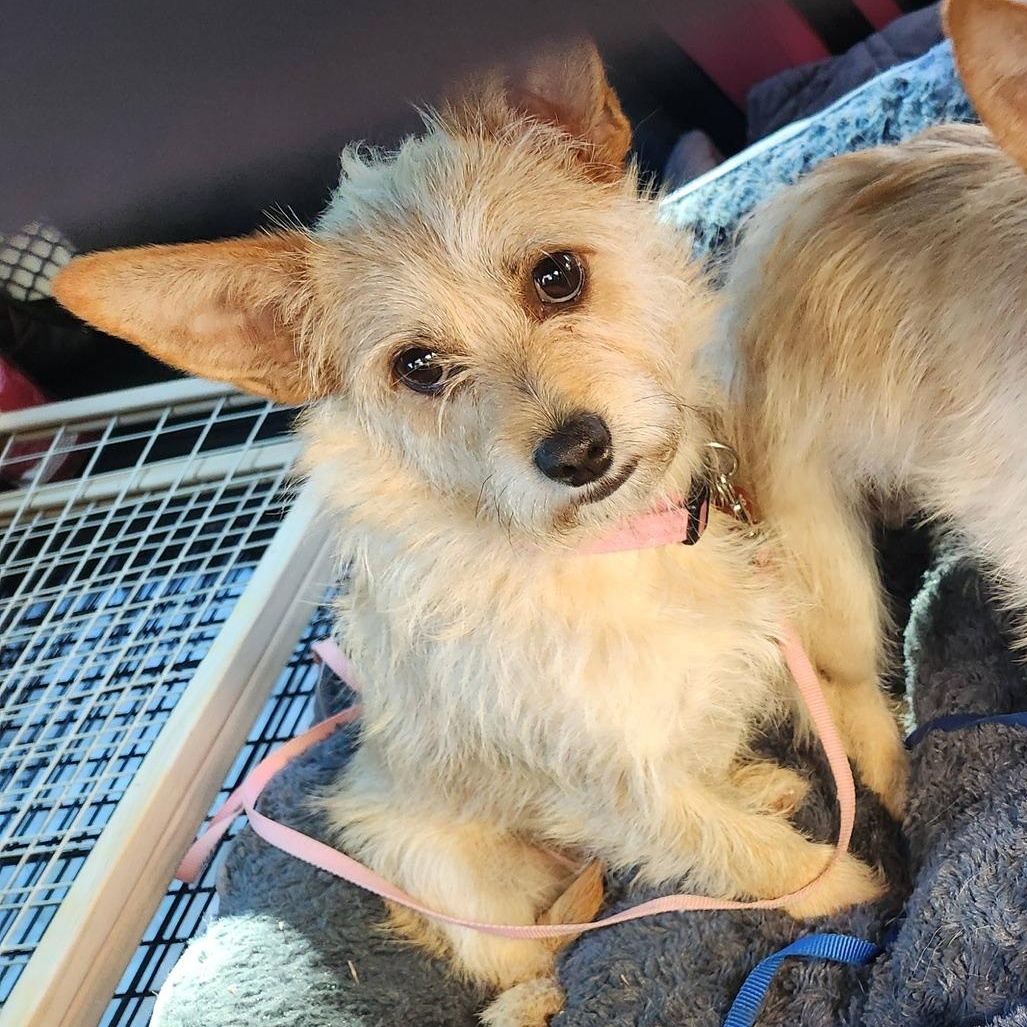 Crouton, an adoptable mixed breed in Buford, GA image 2/6