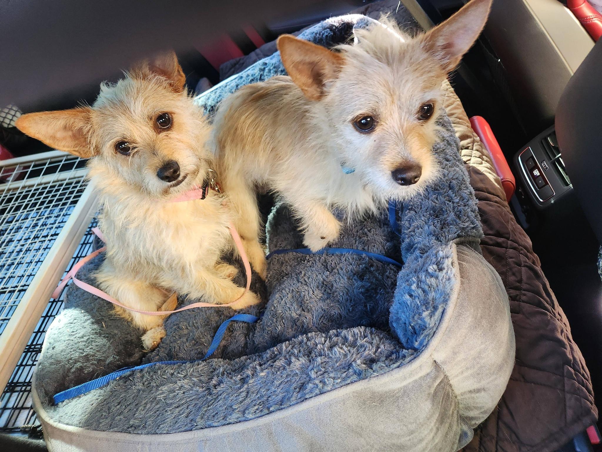 Crouton - Half of Adorable Bonded Pair with Crumb, a ADOPTABLE mixed breed in Buford, GA image 3/4