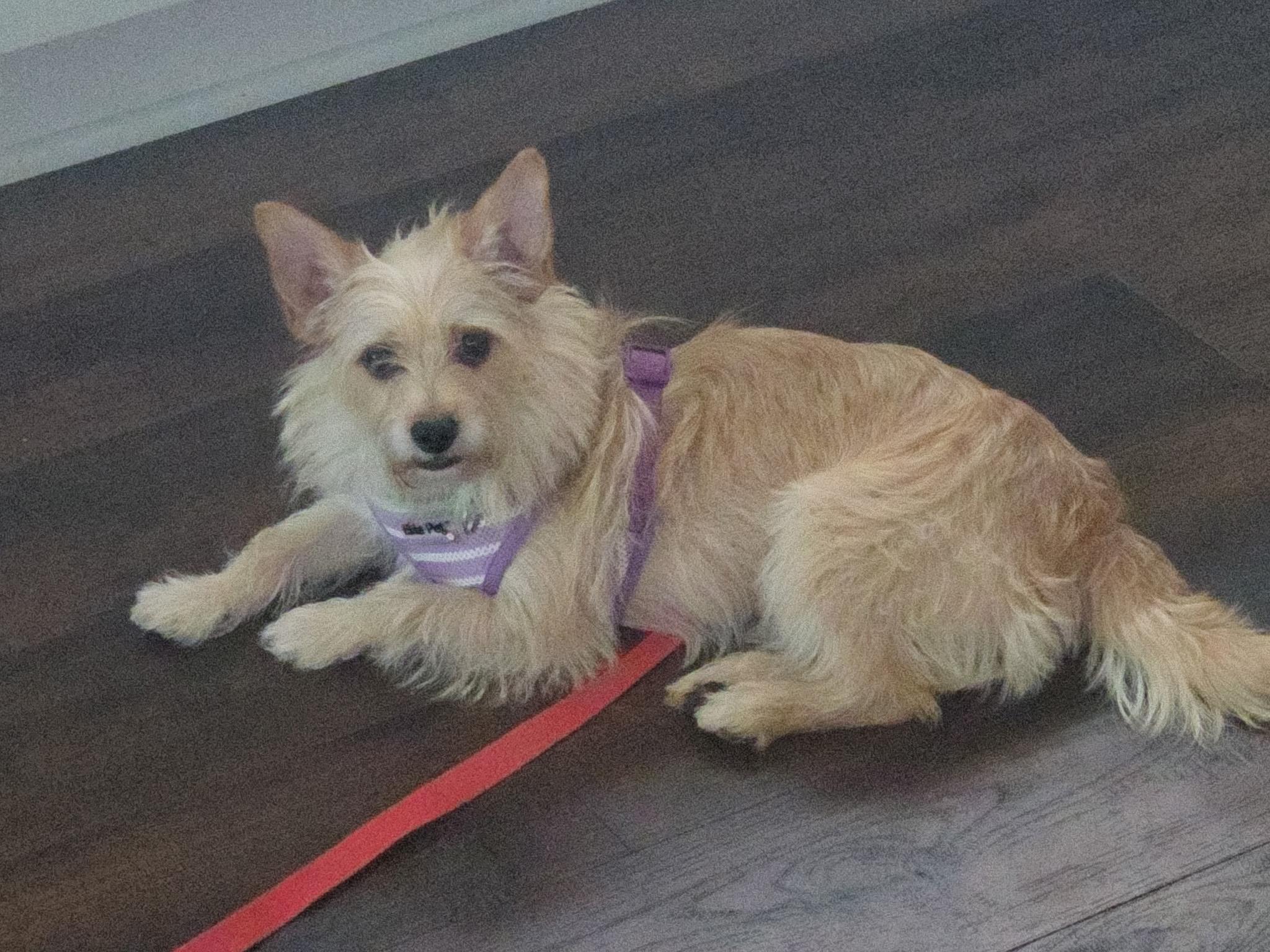 Crouton, an adoptable mixed breed in Buford, GA image 4/6