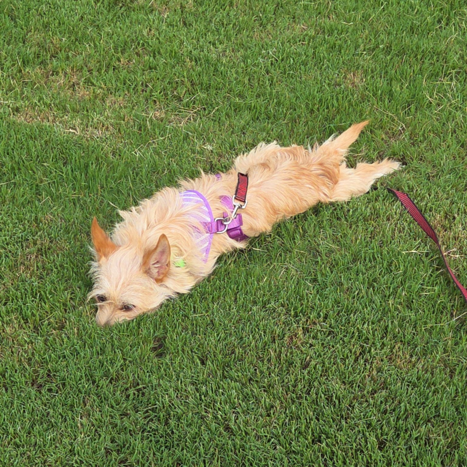 Crouton, an adoptable mixed breed in Buford, GA image 6/6