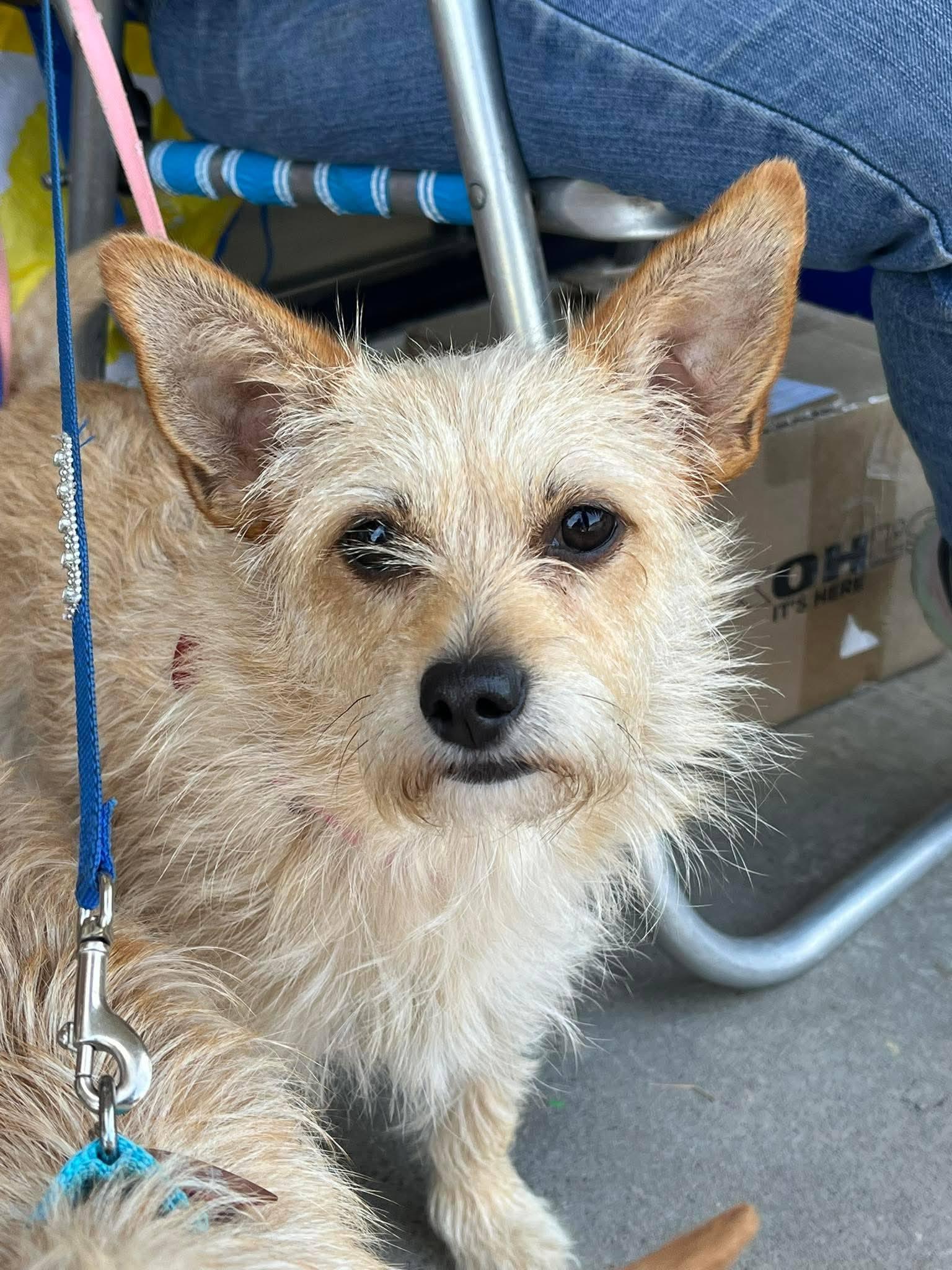 Crouton - Half of Adorable Bonded Pair with Crumb, a ADOPTABLE mixed breed in Buford, GA image 1/4